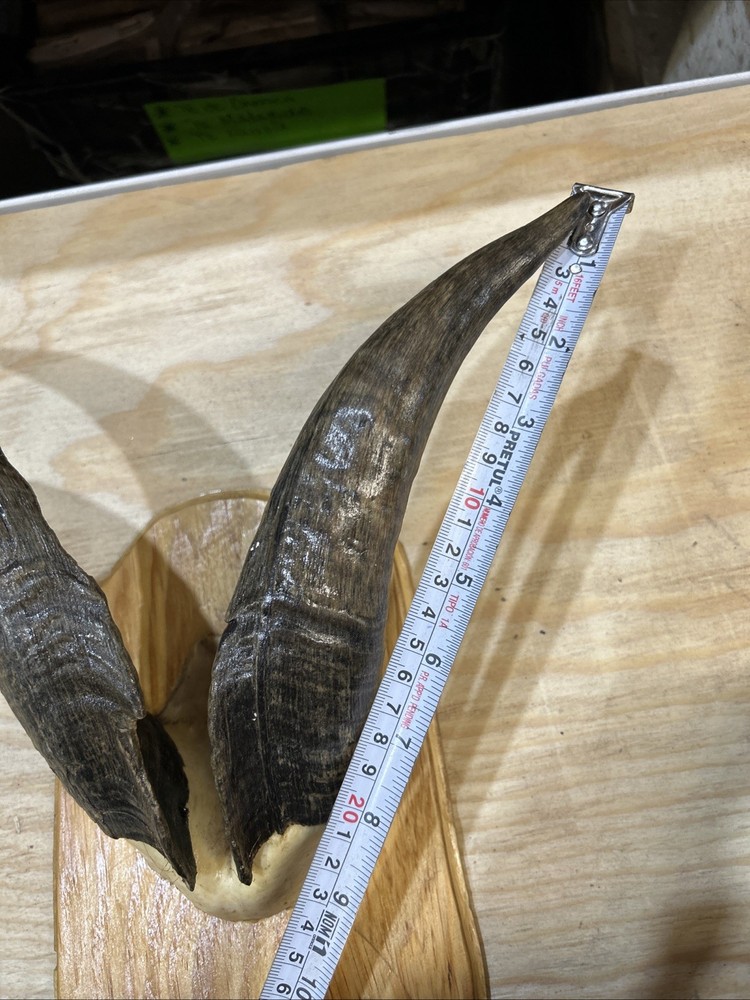 goat horns