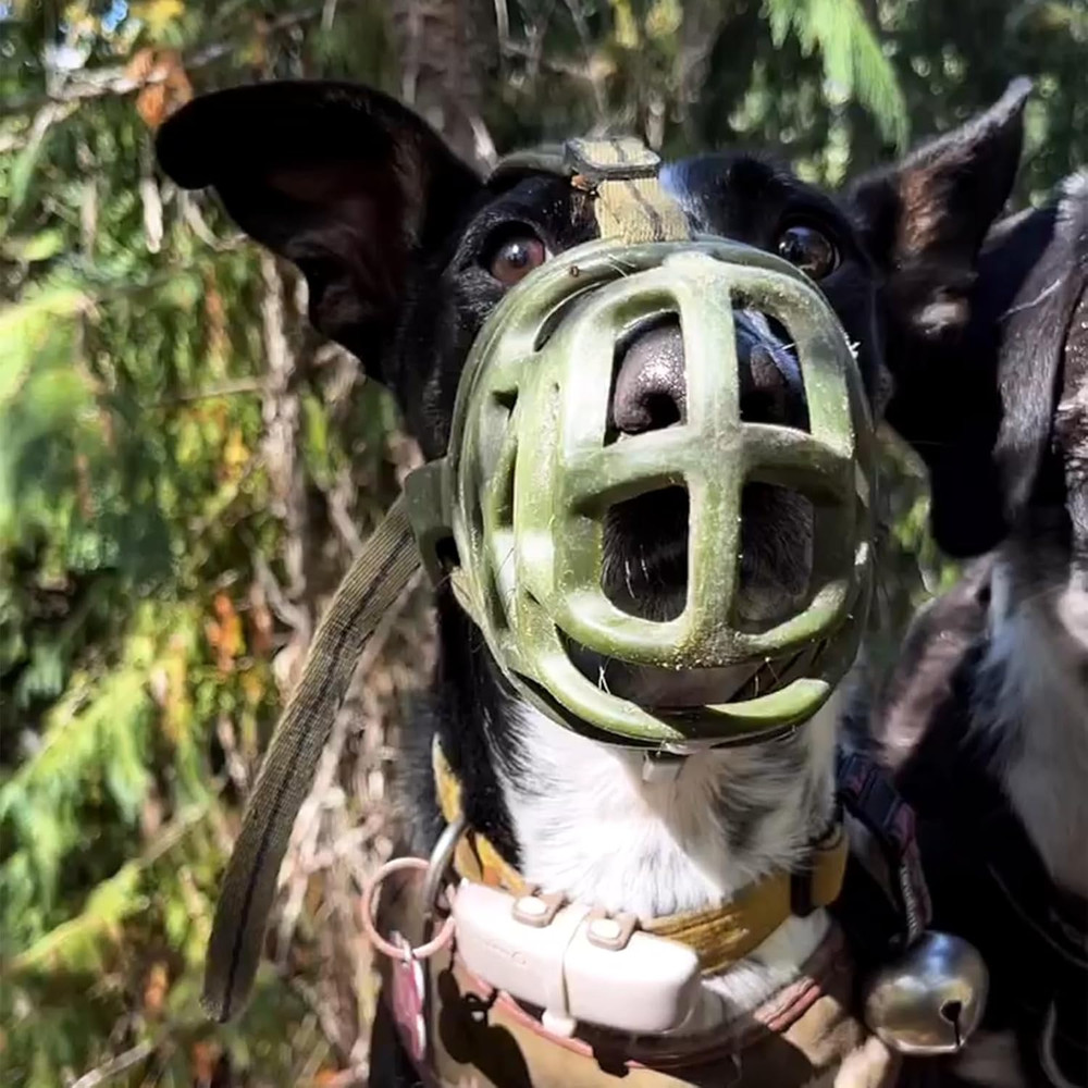 Dog Muzzle Basket Breathable Small Medium Large XL Dogs Stop Biting