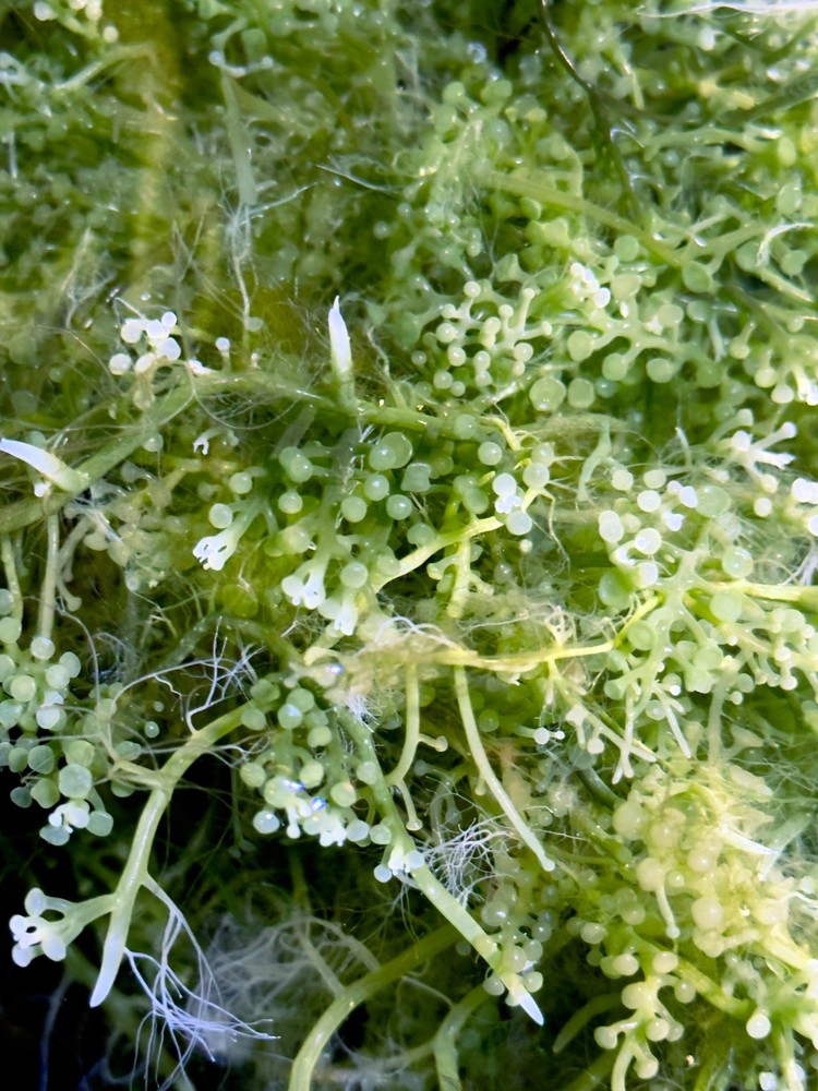 Green Bulb Caulerpa Macroalgae. Ornamental Structure for Display & Refugium