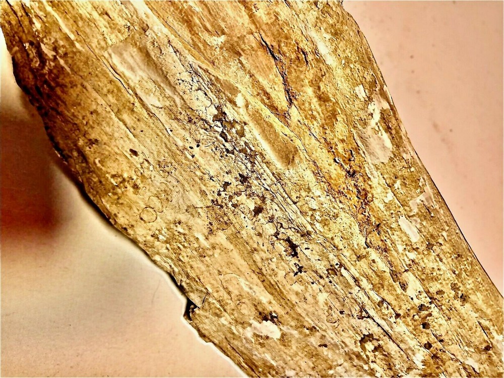 Petrified Wood Nice Large Kansas Example