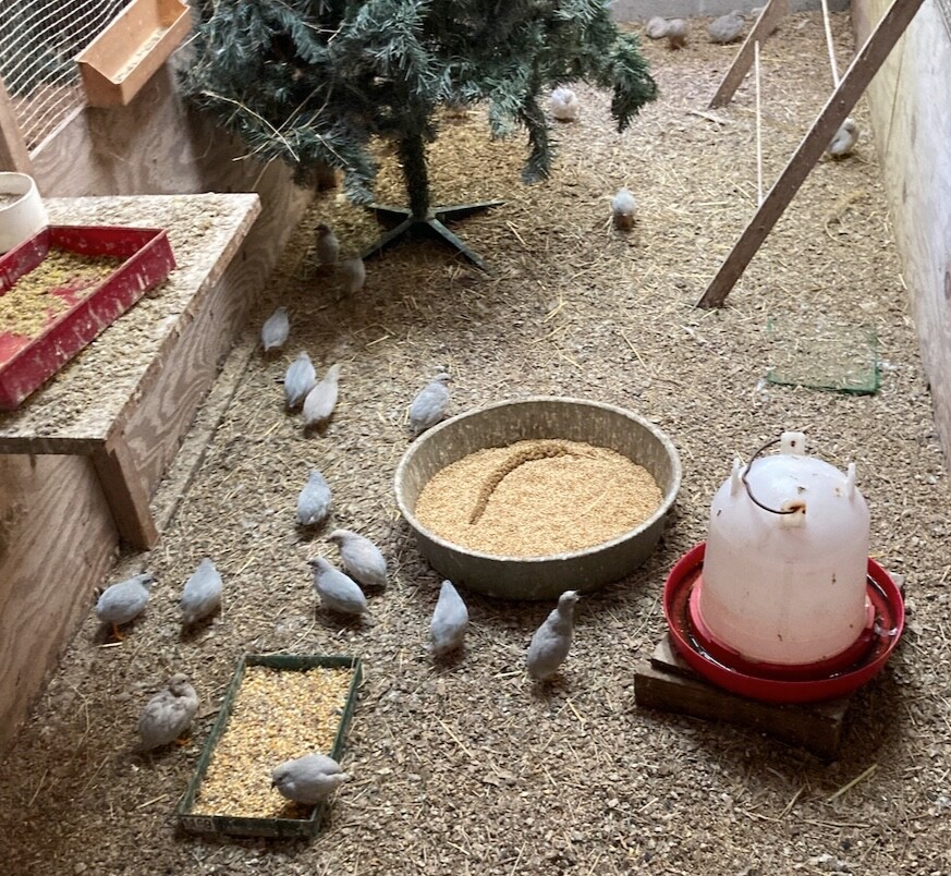 20 White & Tuxedo BUTTON QUAIL EGGS ships USPS PRIORITY @ your risk READ ALL