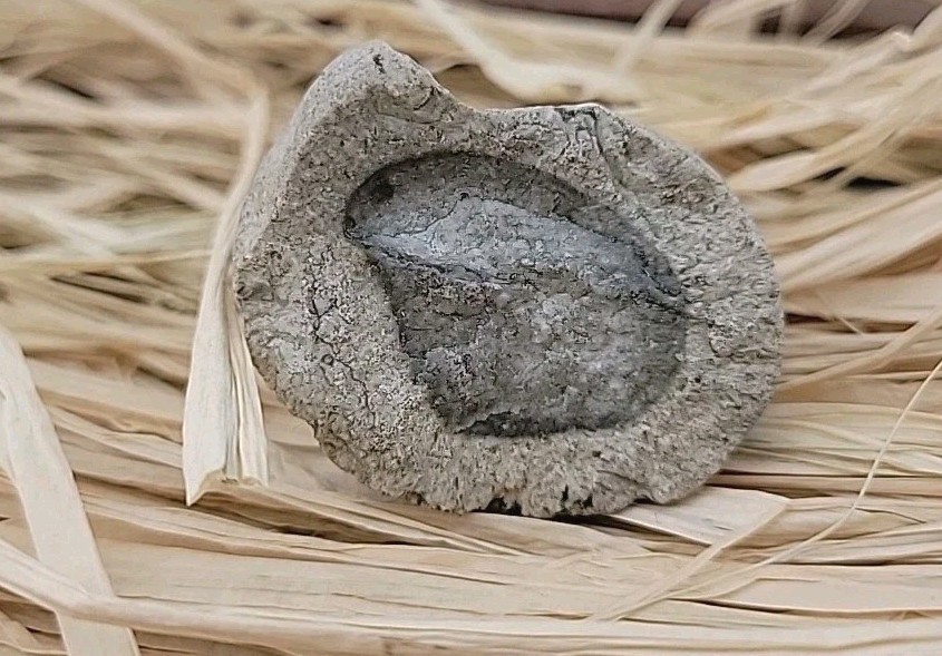 Egg Fossil Permineralized