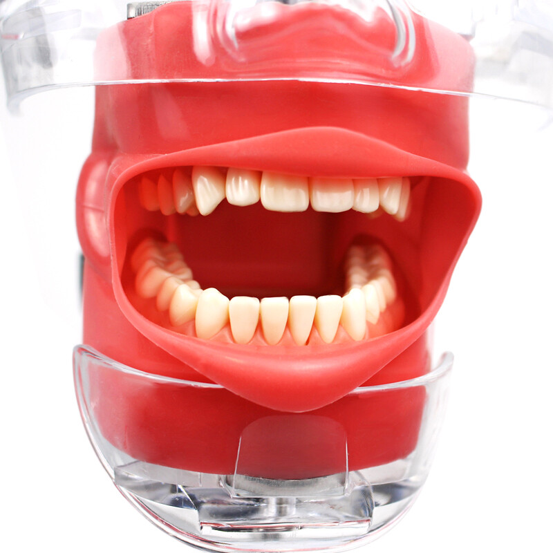 Dental Simulator Manikin Phantom Head Model Training Model Installing on Table