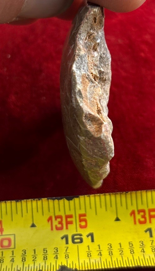 Petrified Coral End Polished