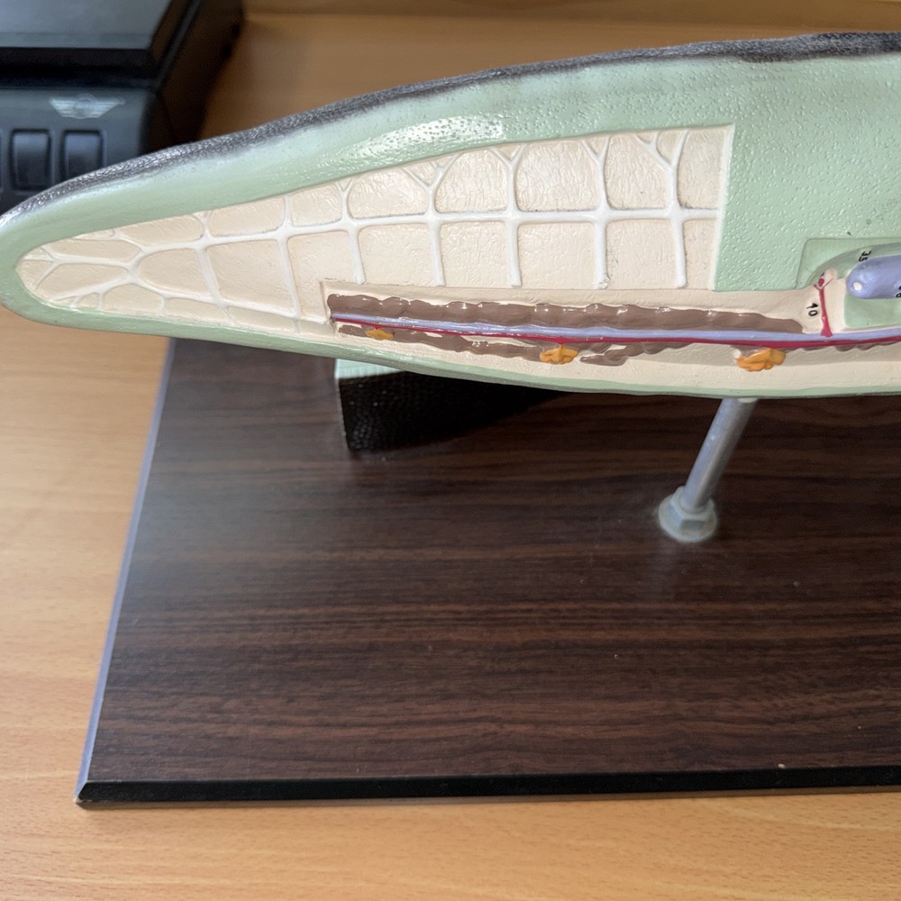 Anatomical Model Planarian Flatworm Bobbitt Laboratories