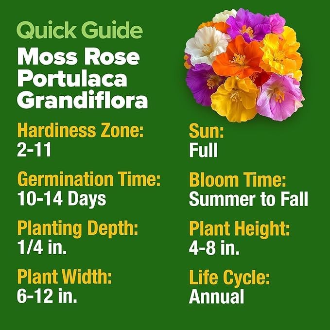 HOME GROWN 47000+ Moss Rose Seeds (Bulk Pack) Annual Flower for 2-Pack, Multi