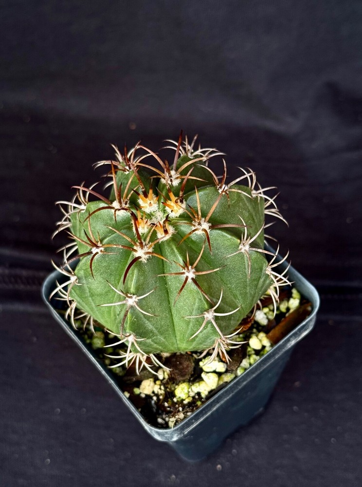 Melocactus matanzanus, cactus plant