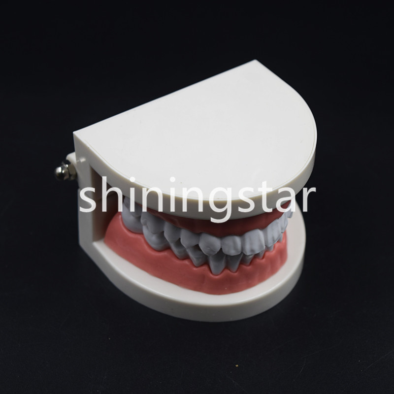 Dental Teaching Study Adult Standard Typodont Demonstration Teeth Model