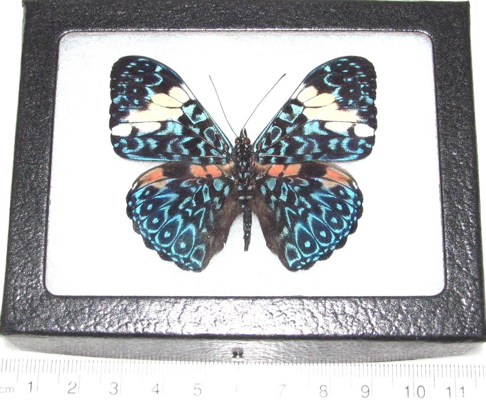 Hamadryas amphinome REAL FRAMED BUTTERFLY BLUE WHITE PERU