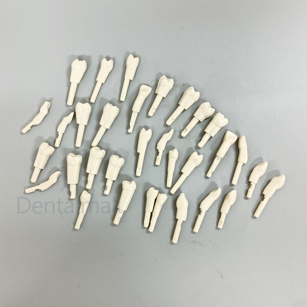 32Pcs Dental Replace teeth Model for KaVo Basic Model teeth Retention Mechanism