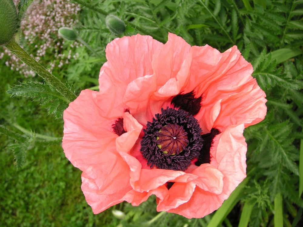 LF113 - Large Poppy Casting Mold