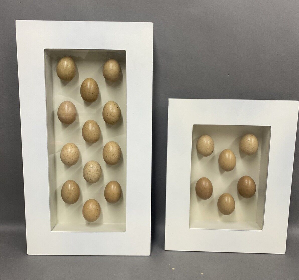 TWO Egg Shadow Boxes Made from 18 Real Hen Eggs