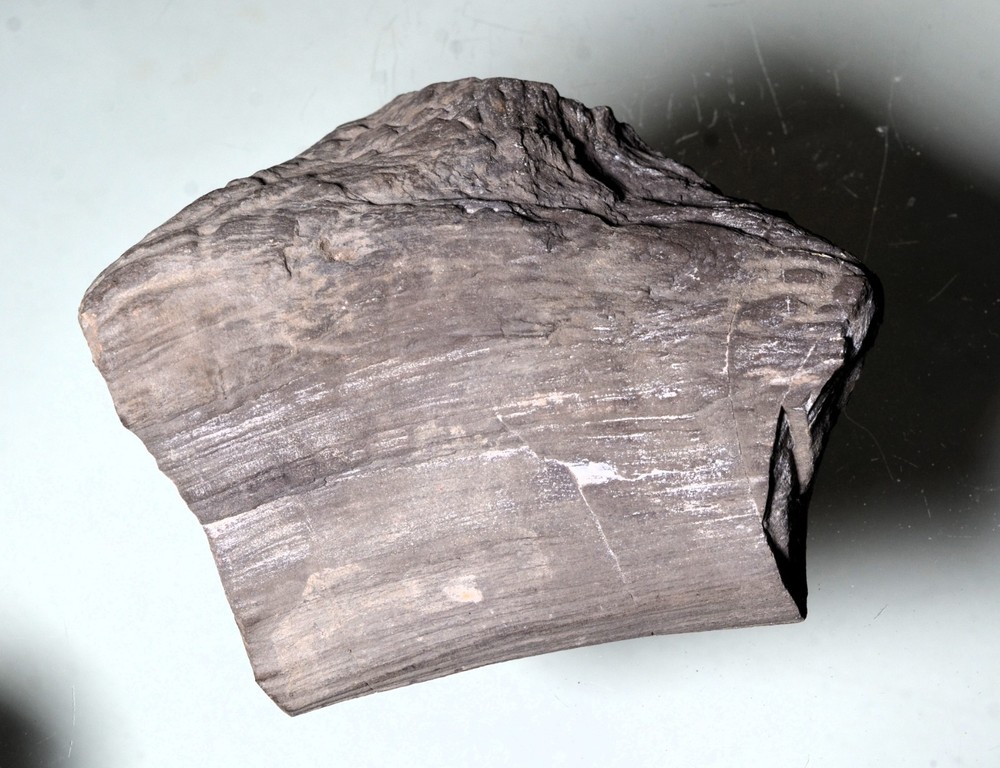 dinosaur bone fossil Utah