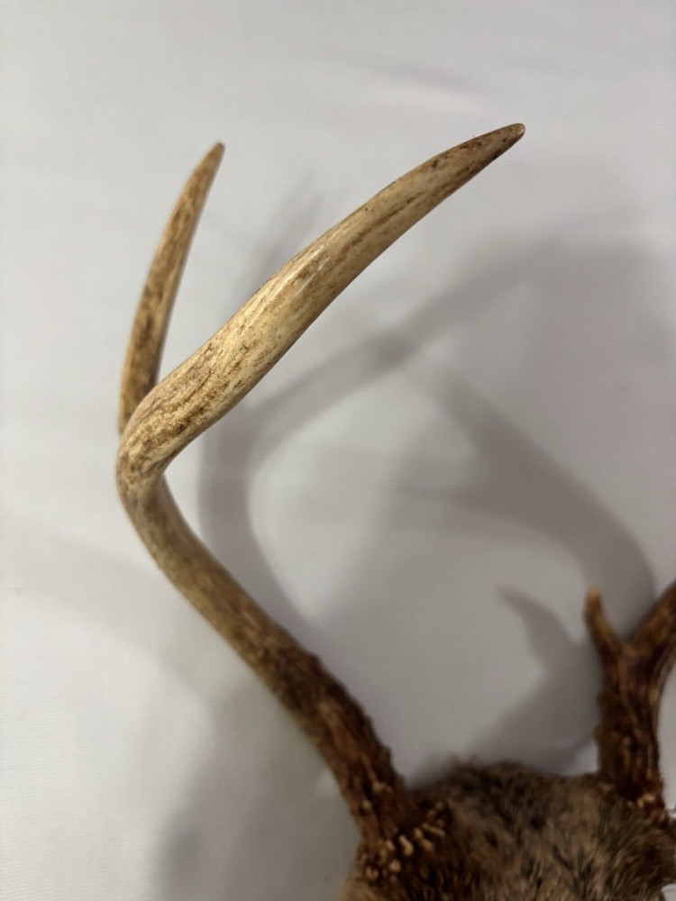 deer horns 5 Pointfrom South Georgia