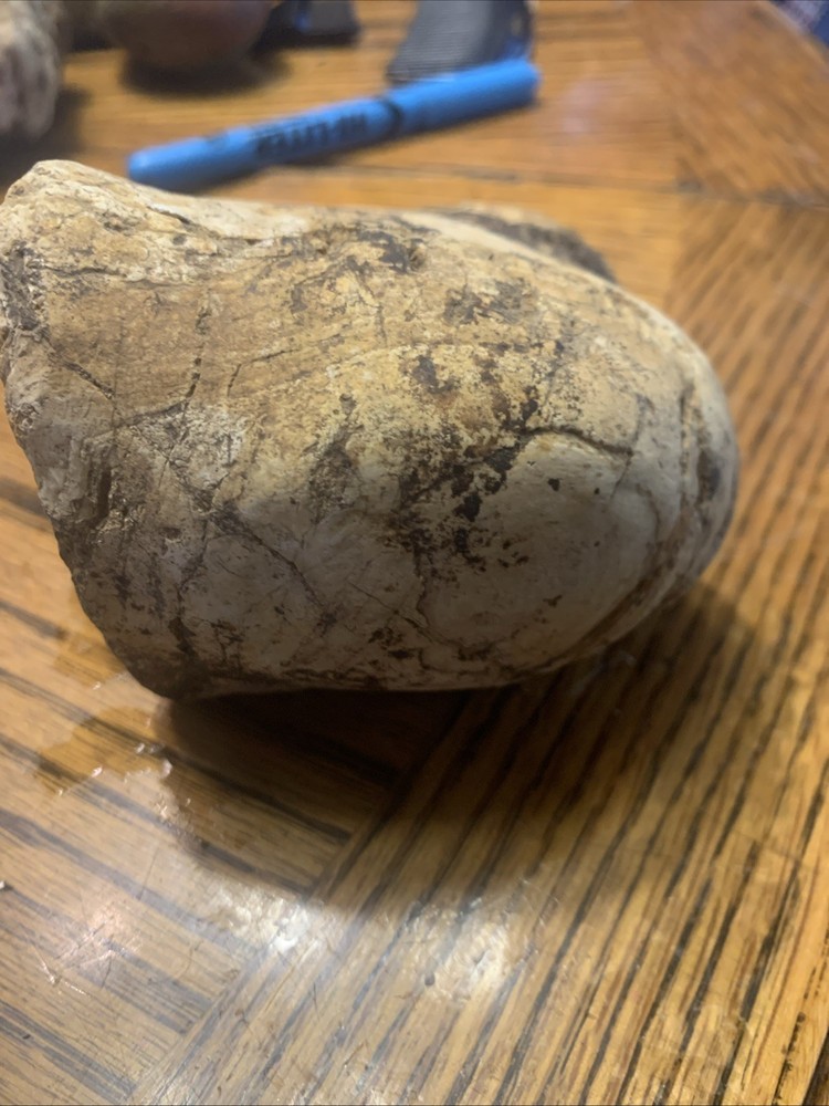 Fossils