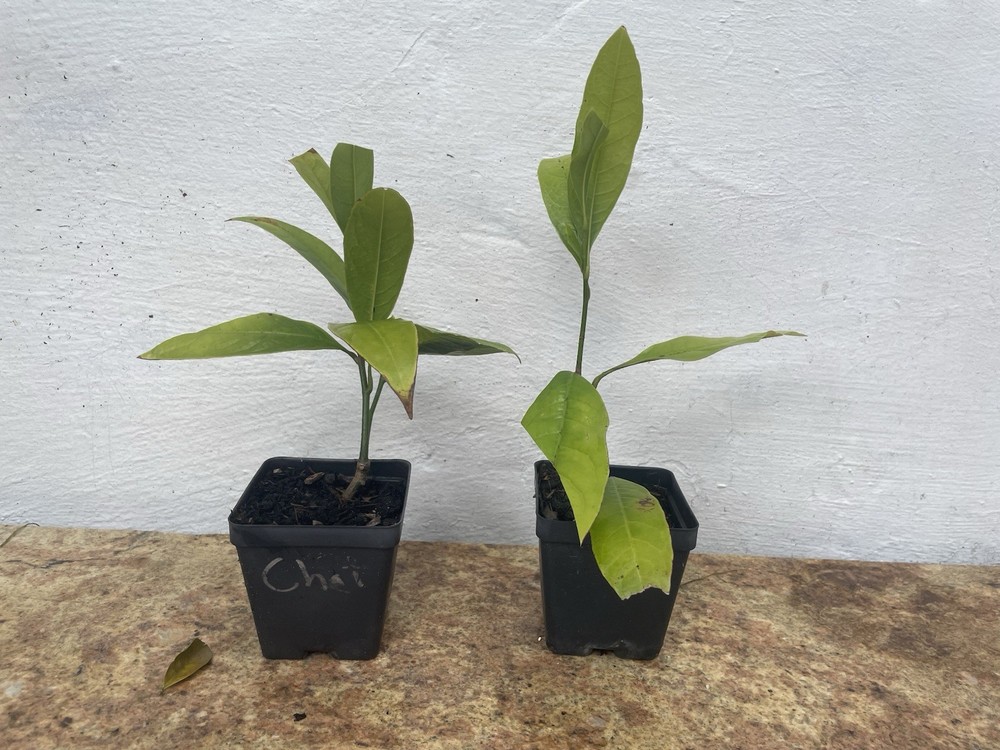 Coco Magnolia live plant