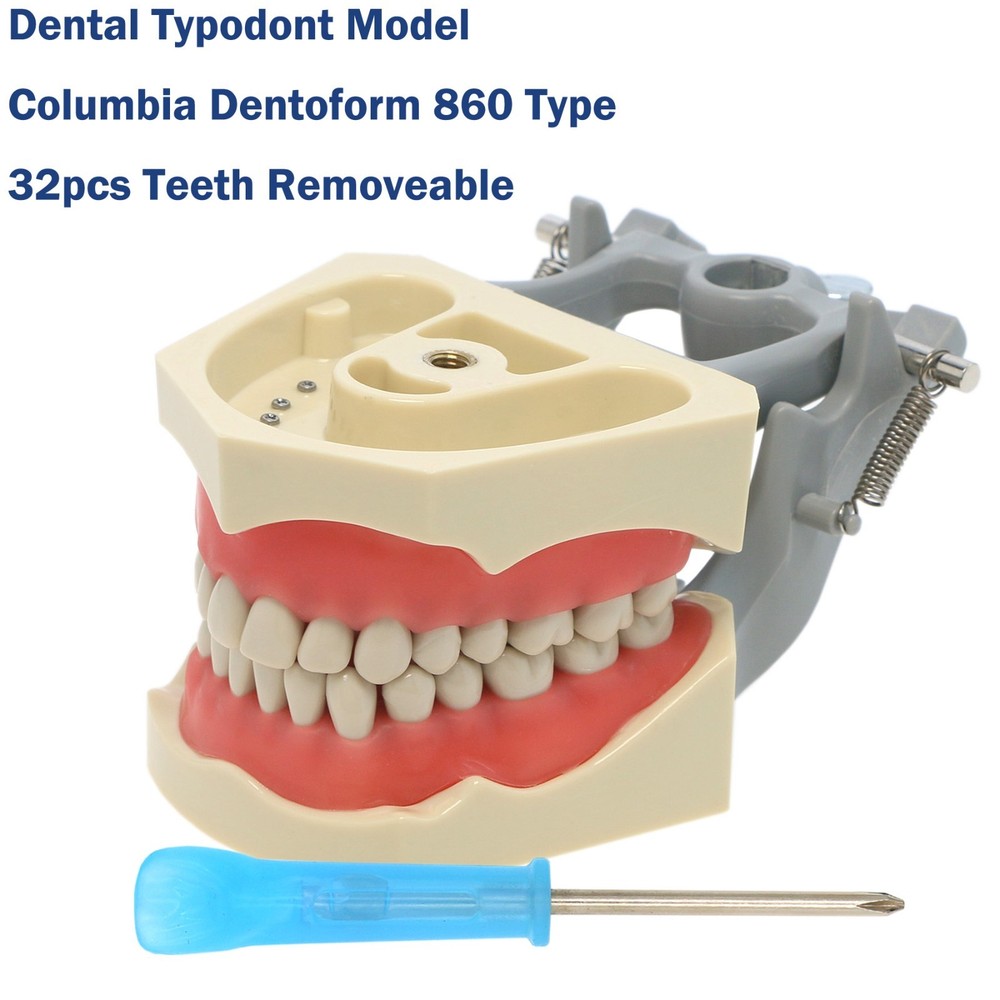 US Columbia Dentoform 860 Type Dental Typodont 32Pcs Teeth Model & Mounting Pole