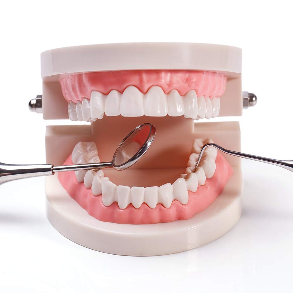1 Pack Standard Teeth Model Adult Typodont Demonstration Denture...