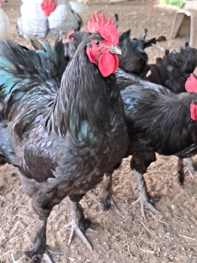 6 Croad Langshan Hatching Eggs (Black)