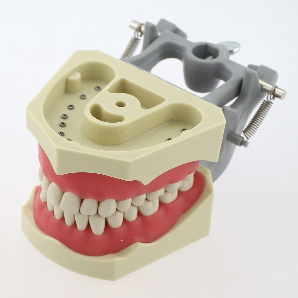 Dental Typodont Teeth Model Columbia 860 Dentoform Removeable UR UL LL LR Teeth