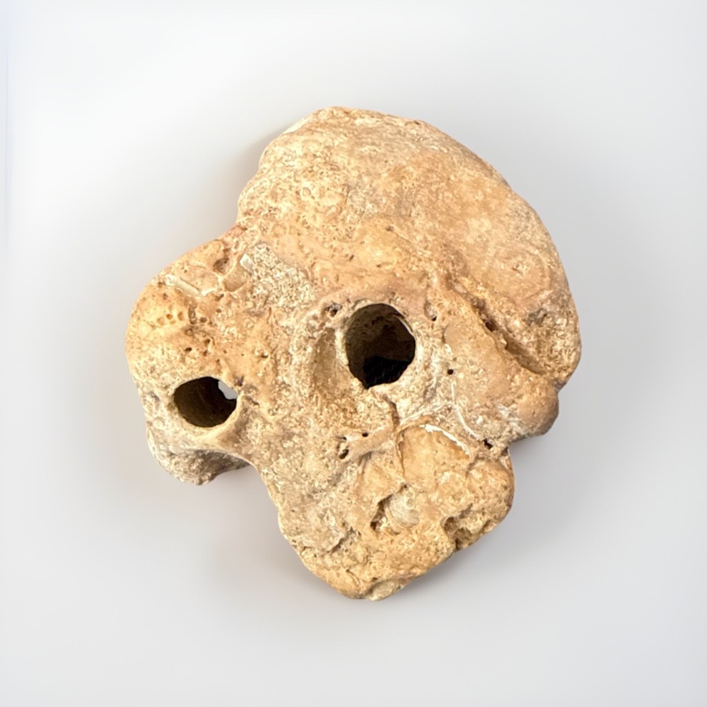 Natural Skull Shaped Hag Stone Collectable