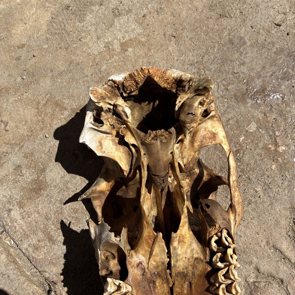Mule Deer Skull Large Animal Doe Mule Deer