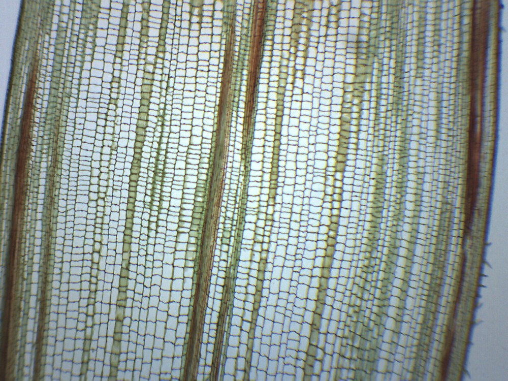 Zea Mays Stem - Prepared Microscope Slide - 75x25mm - Eisco Labs