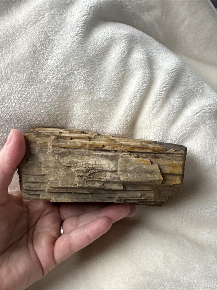 Petrified Wood