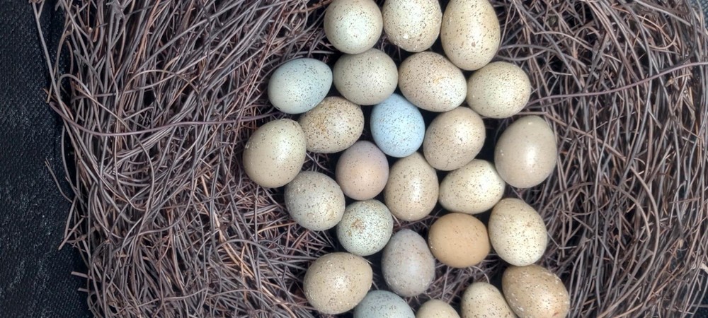 Button Quail Eggs. 2 Dozen Plus 1 Dozen Free NPIP/AI Clean