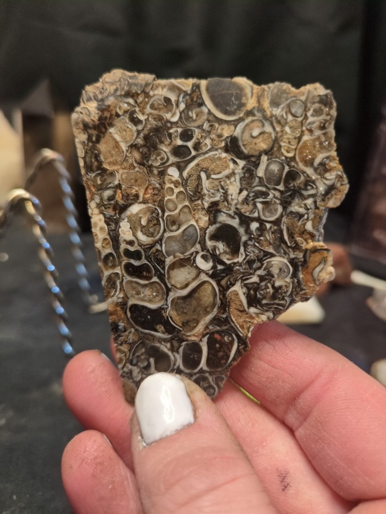 Turritella Crystalized Slab Specimen (41 grams)