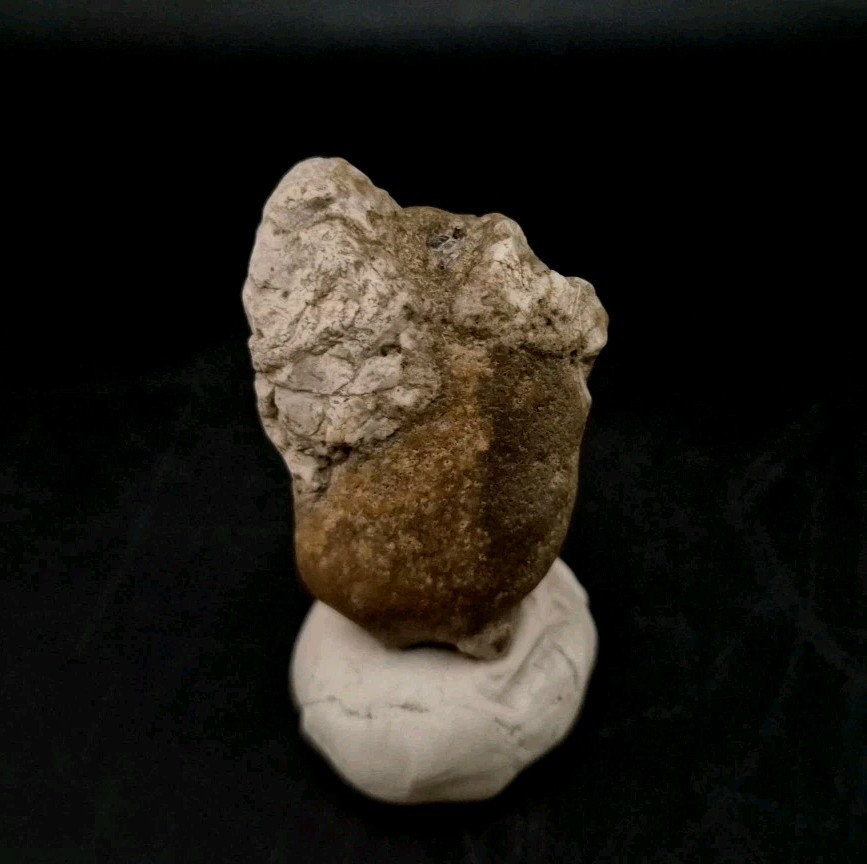 Real Fossil Dinosaur Egg Embro Permineralized Uv Reactive Titan Croc 🐊