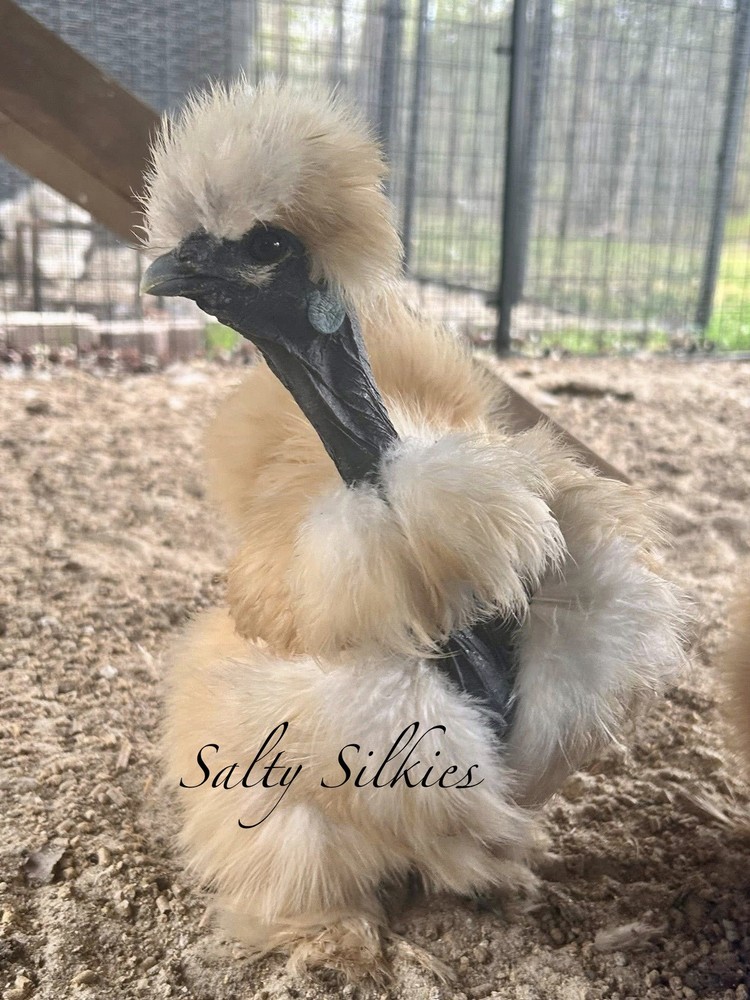 Silkie Chicken Hatching Eggs 6+