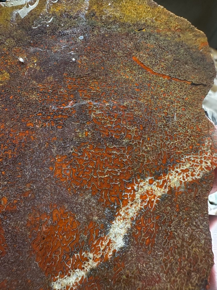 Dinosaur bone rough **hxtled large slab.