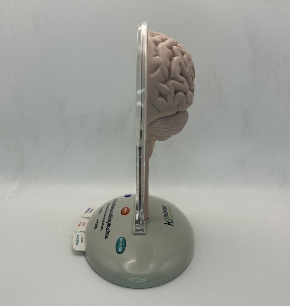 Harmony Biosciences 3D Brain Model, Battery Operated, Teaching Model Works!
