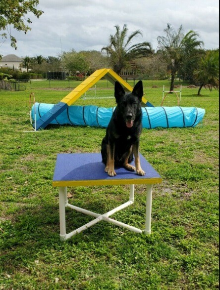 Dog Agility Equipment Pause Table (includes base & top)