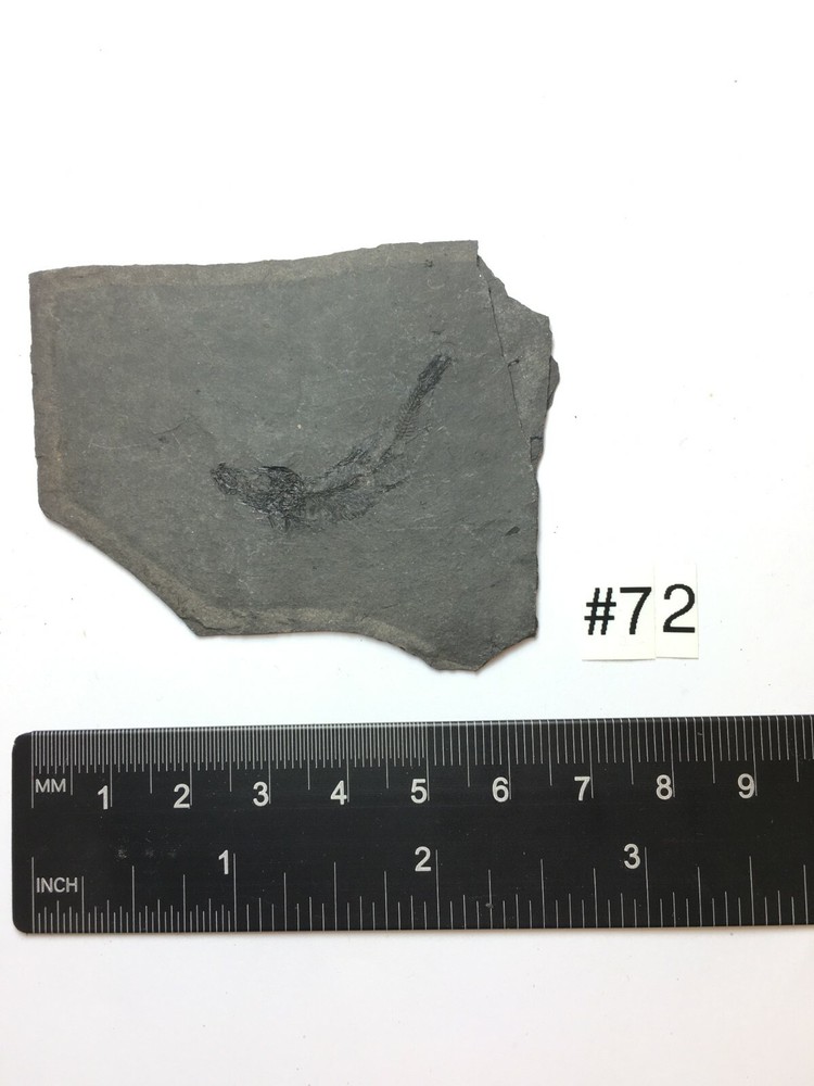 FOSSIL FISH CLUPEA