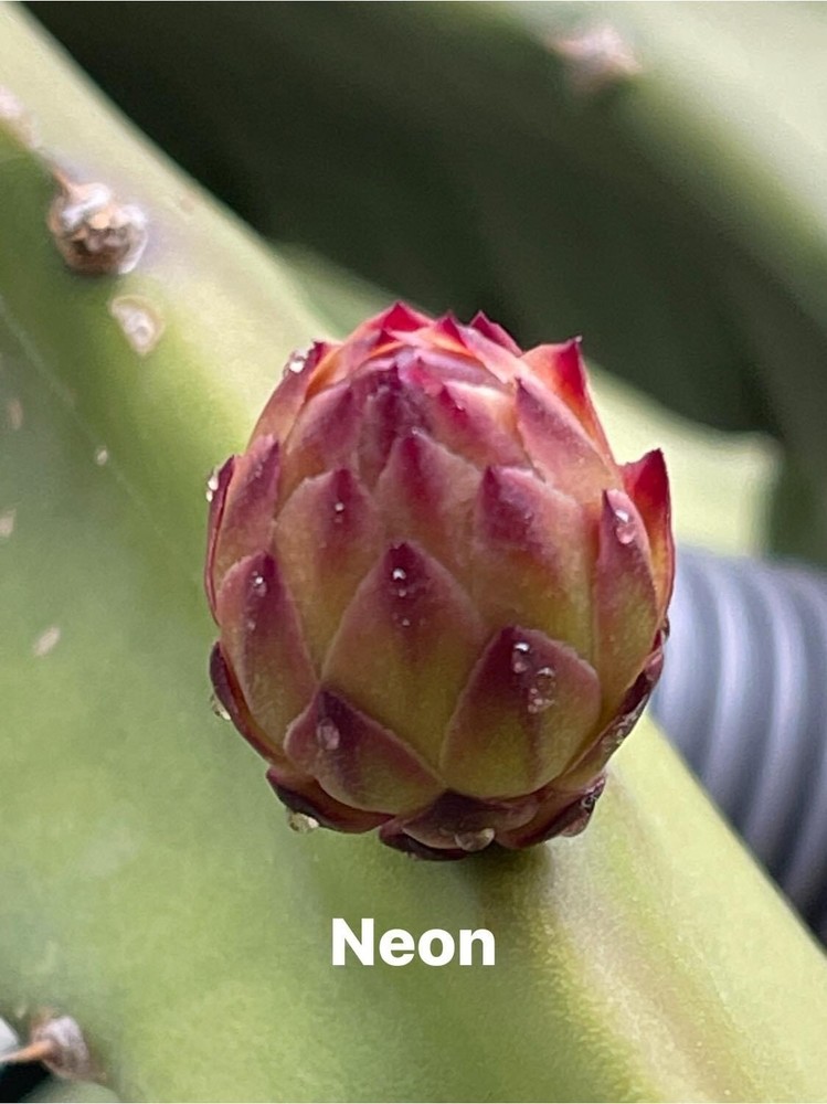 DRAGON FRUIT CUTTINGS - MULTIPLE VARIETIES - 13" - 17” Hi