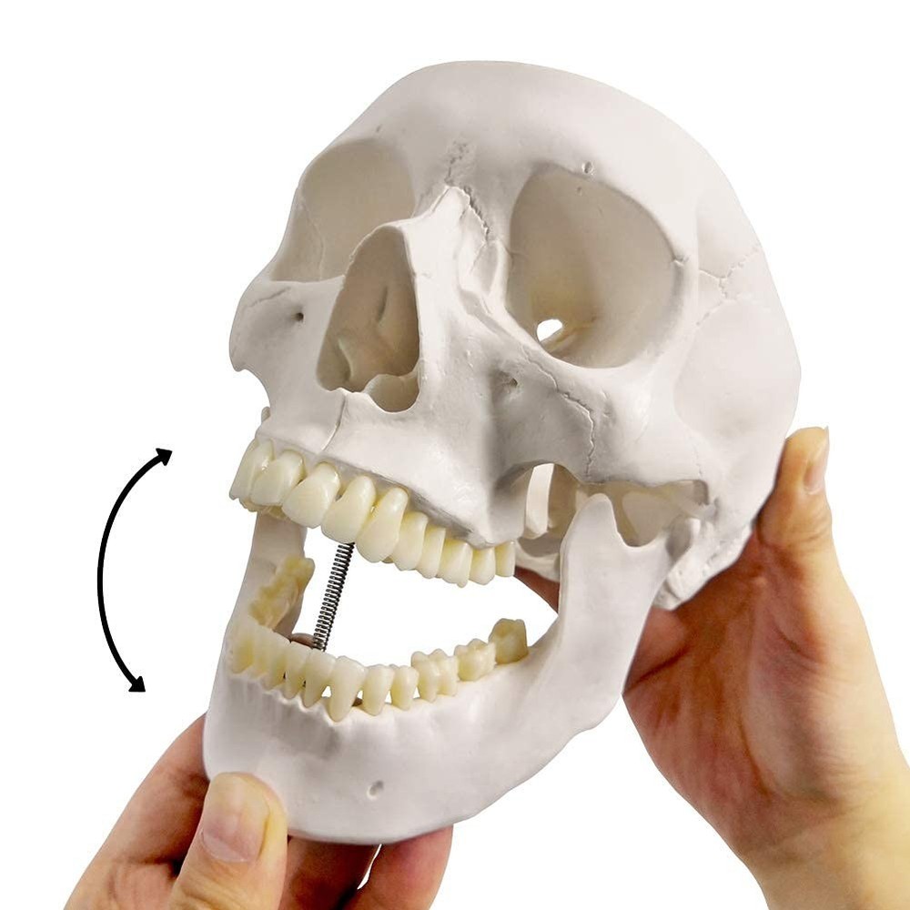 Detailed Life-Size Anatomical Skull Model - Ideal for Teaching & Reference