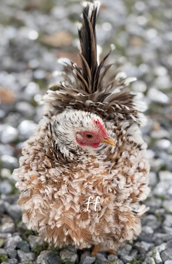 12Serama Hatching Eggs