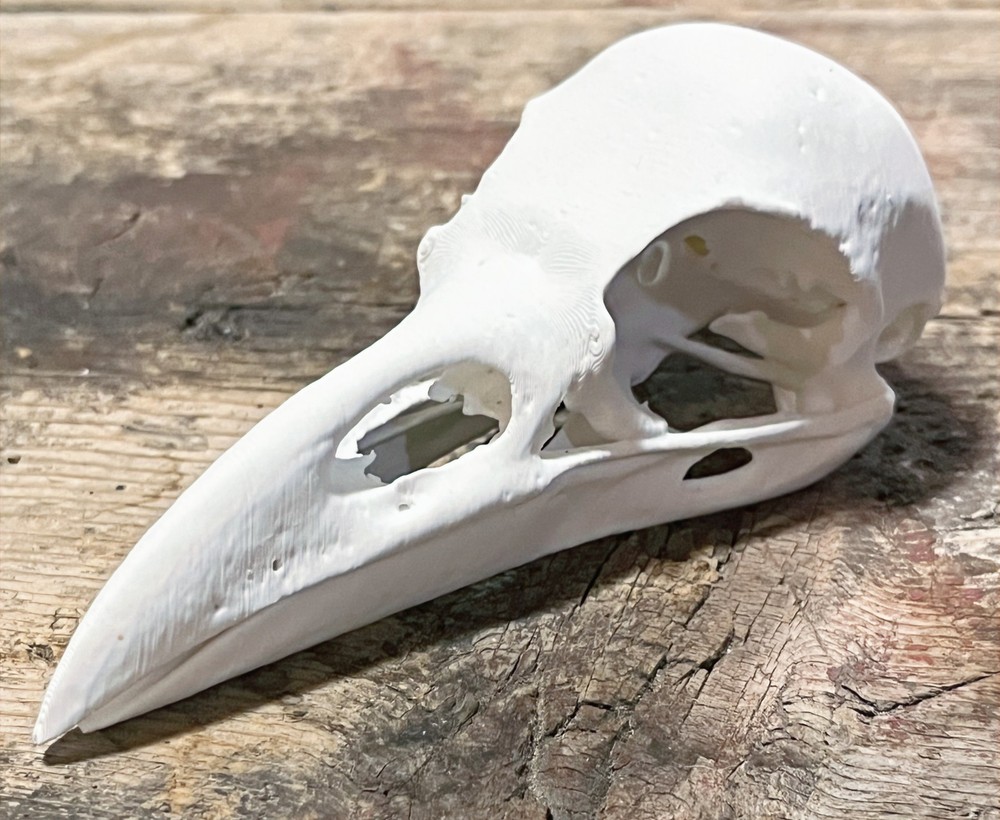Raven Skull Replica