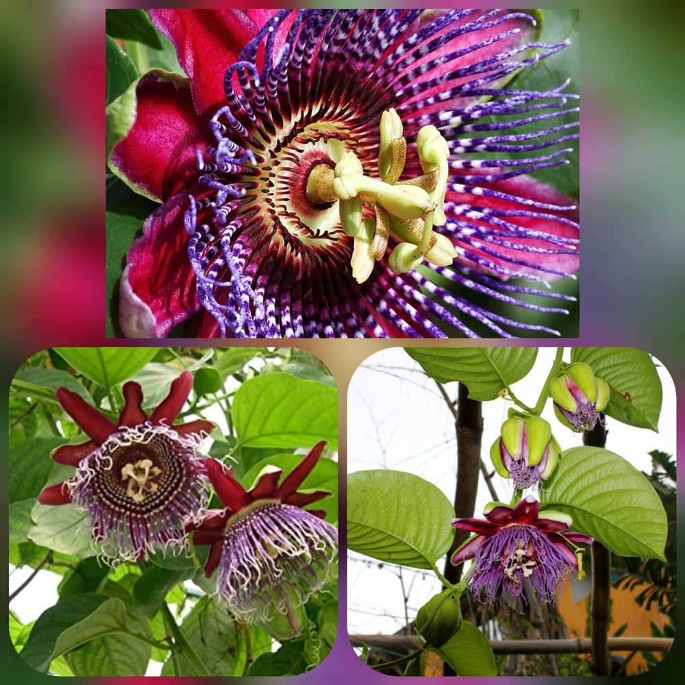Granadilla Passion Fruit Vine - Passiflora quadrangularis - Live STARTER Plant