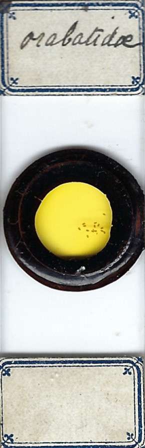 Oribatid Mites Microscope Slide