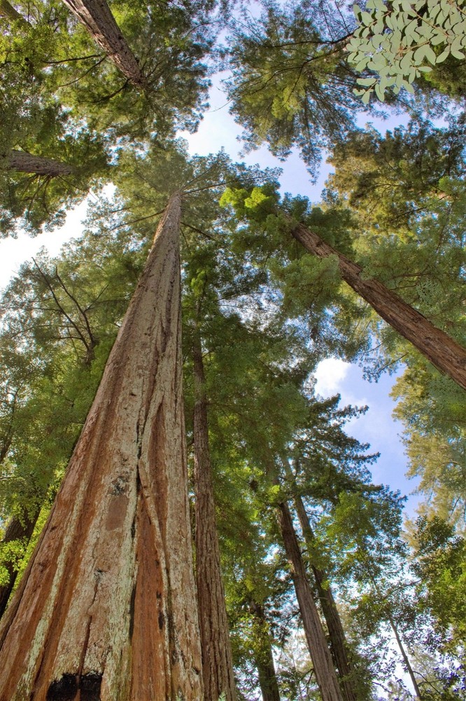 5 Giant Sequoia 6-12" Bare Root Starter Plant