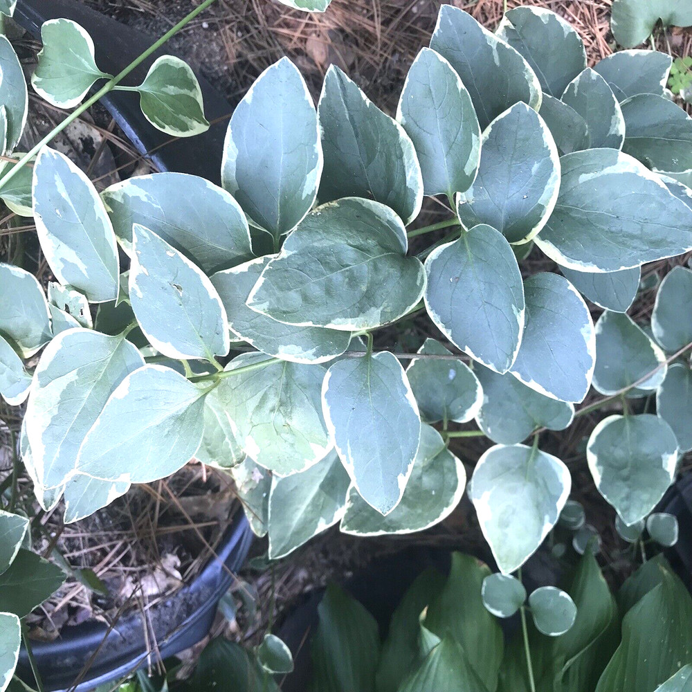 6 Variegated Vinca Periwinkle Trailing Vine Starter Plants Bare Root
