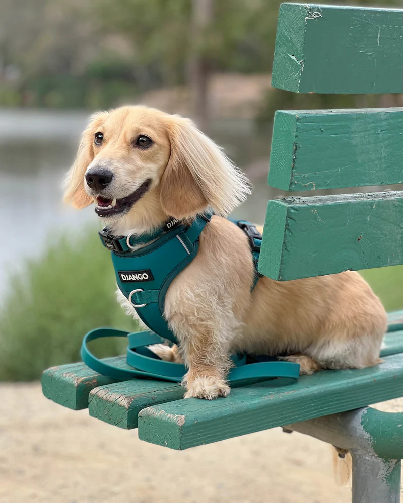NWT Django Tahoe No Pull Dog Harness - Dark Teal Green