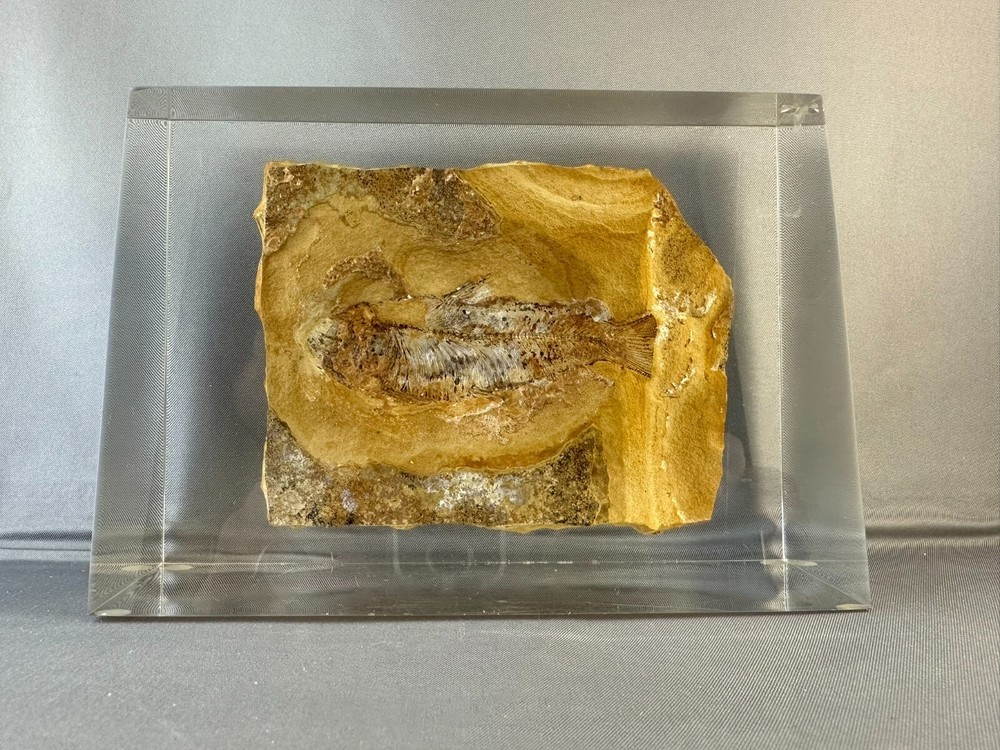 🦴 Fossilized Fish in Stone Matrix 🐟 | Authentic Prehistoric Specimen | Display