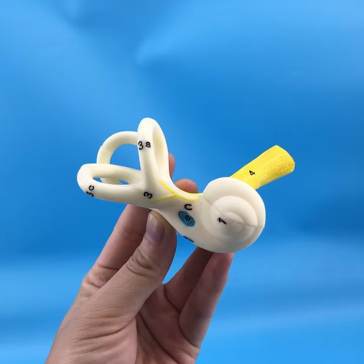 Human Body Ear Semicircular Canal Cochlea Model Inner Ear Dissection Model
