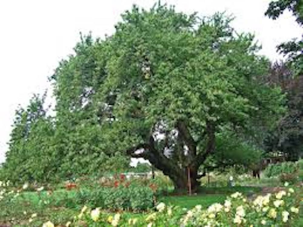 1 Black Cherry Tree 12-24" Tall Prunus serotina Bare Root