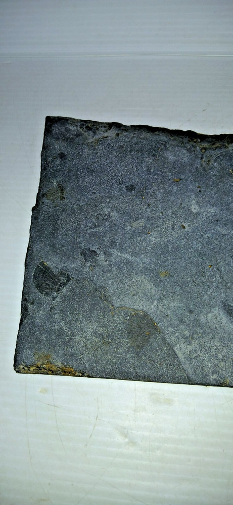 Dinosaur? Fish? Ray? Fossil