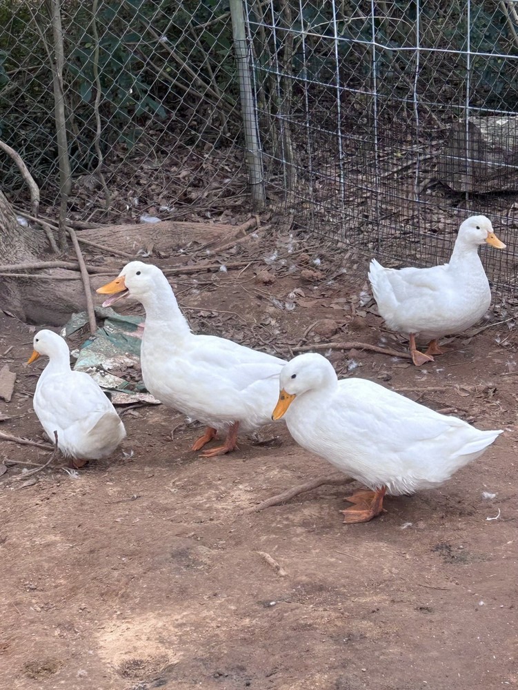 Duck 6+ Hatching Egg Pekin
